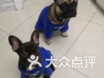 安達(dá)市寵物食品用品與寵物全運(yùn)會(huì) 為愛寵打造健康生活新方式