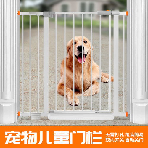 寵物全運(yùn)會 如何為愛寵打造安全有趣的室內(nèi)運(yùn)動空間