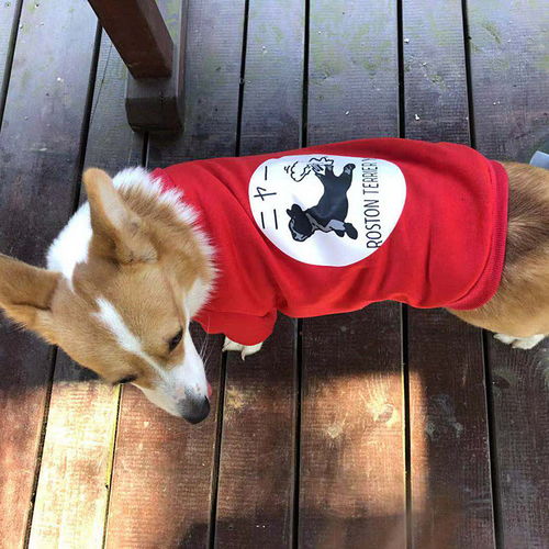 萌寵也潮流 中小型犬全系列時(shí)尚薄絨衛(wèi)衣，助力寵物全運(yùn)會(huì)風(fēng)采